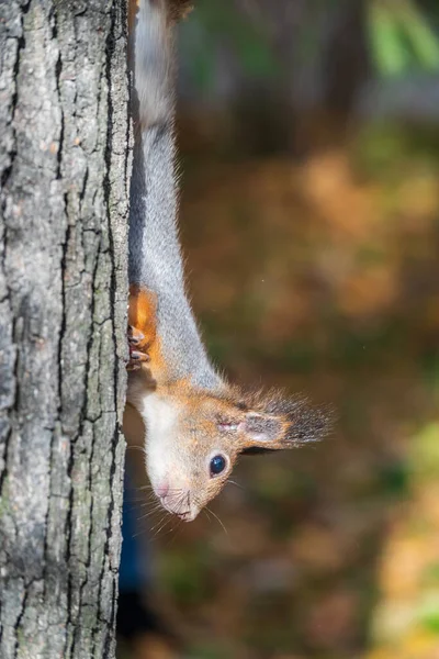 一只松鼠在树干上的肖像 一只好奇的红松鼠从树干后面探出头来 — 图库照片