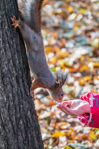 Gadis Itu Memberi Makan Tupai Dengan Kacang Taman Musim Gugur — Stok Foto