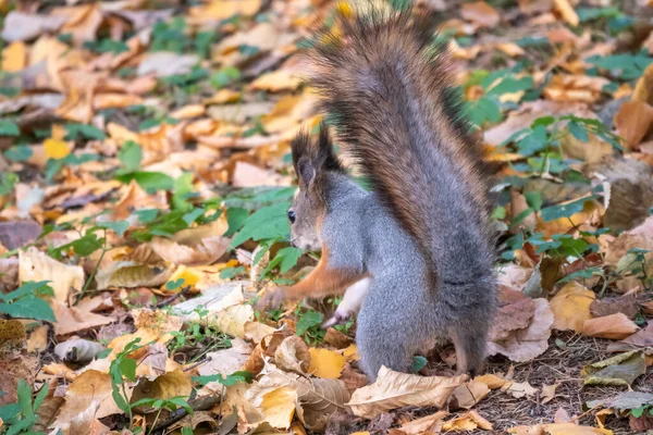 Squirrel Autumn Hides Nuts Green Grass Fallen Yellow Leaves Squirrel — Stock Photo, Image