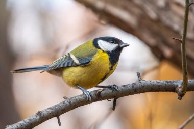 Cute bird Great tit, songbird sitting on a branch without leaves in the autumn or winter. Parus major