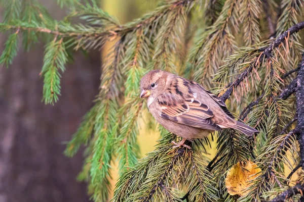 Sparrow Gün Batımında Bir Köknar Dalında Oturuyor Sonbaharda Kışın Bir — Stok fotoğraf