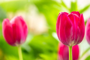 Baharda renkli kırmızı laleler çiçek açar. Doğal bahar arkaplanı.