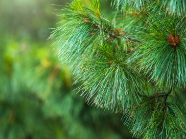 Sedir dalları ve güzel bulanık bir arka planı olan uzun tüylü iğneler. Pinus sibirica ya da Sibirya çamı. Taze filizleri ve uzun ve ince iğneleri olan çam dalları..