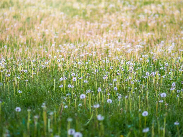 Campo Com Flores Brancas Dente Leão Prado Dentes Brancos Campo — Fotografia de Stock