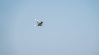 Açık mavi gökyüzünde martı uçuyor. Avrupa ringa martısı, Larus Argentatus, açık mavi gökyüzünde uçuyor..