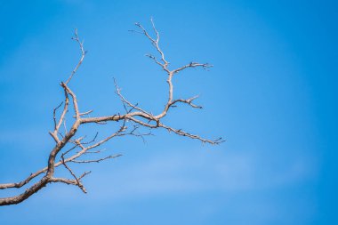 Sonbahar ya da kış ağaçlarının yapraksız dalları açık mavi gökyüzüne karşı. Kopyalama alanı olan doğal şablon.