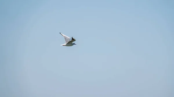 Racek Mořský Letí Jasně Modré Obloze Racek Evropský Larus Argentatus — Stock fotografie