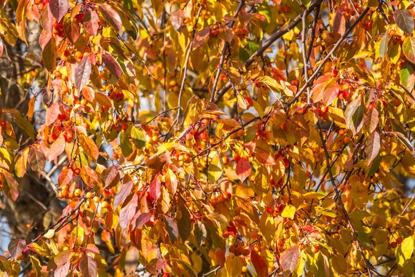 Branches Pommier Avec Des Pommes Rouges Des Feuilles Jaunes Automne — Photo