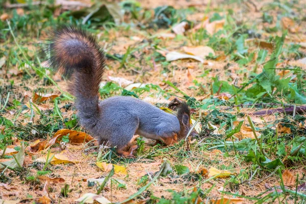 秋天的松鼠用落黄的叶子把坚果藏在绿草上 松鼠在地上寻找食物 野生动物 — 图库照片
