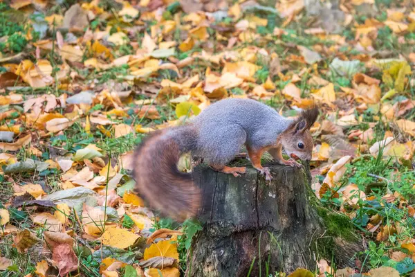 Herbsthörnchen Mit Nuss Sitzt Auf Einem Ast Wildes Tier Herbstwald — Stockfoto