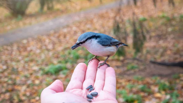 Der Eurasische Kleiber Frisst Samen Von Einer Palme Ein Meisenvogel — Stockfoto