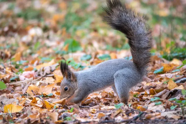 Eichhörnchen Versteckt Herbst Nüsse Auf Dem Grünen Gras Mit Abgefallenen — Stockfoto