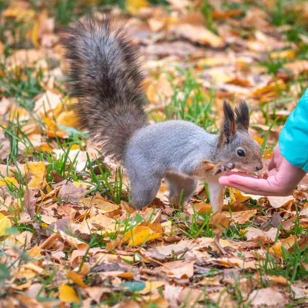 Der Junge Füttert Ein Eichhörnchen Mit Nüssen Aus Einer Hand — Stockfoto