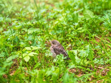 Turdus Pilaris adında bir tarla civcivi yuvayı terk etti ve baharda çimlere oturdu. Sahada yaşayan bir civciv yerde oturur ve ebeveynlerinden yiyecek bekler. Bahar Ormanından vahşi yaşam sahnesi.