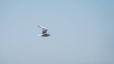 Açık mavi gökyüzünde martı uçuyor. Avrupa ringa martısı, Larus Argentatus, açık mavi gökyüzünde uçuyor..