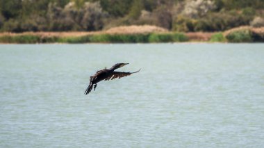 Kara Karabatak denizin üzerinde uçuyor. Büyük karabatak, Phalacrocorax karbonhidrat, büyük siyah karabatak, ya da siyah sevişme olarak bilinir..