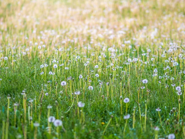 Campo Com Flores Brancas Dente Leão Prado Dentes Brancos Campo — Fotografia de Stock