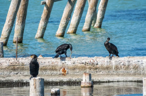 Due Cormorani Stanno Tirando Bastone Due Cormorani Stanno Giocando Molo — Foto Stock