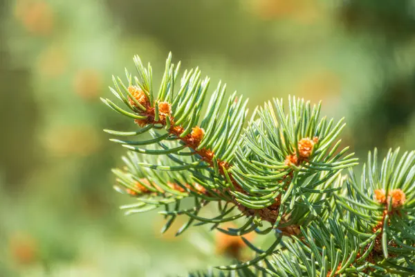 Bakgrund Gröna Grangrenar Solnedgångsljus Färsk Gran — Stockfoto