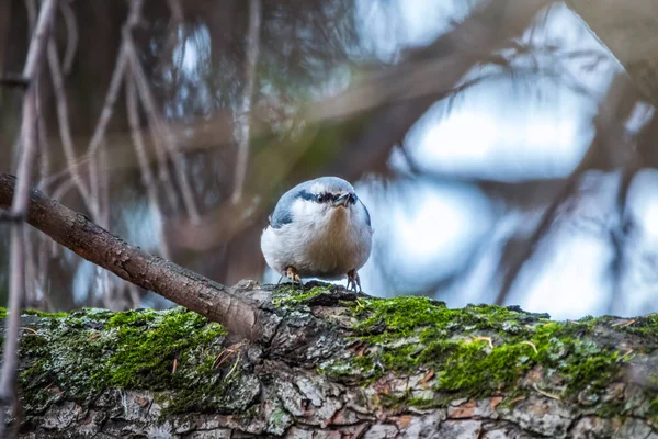 Eurasian Nuthatch Wood Nuthatch Lat Sitta Europaea Sitting Tree Branches — Stock Photo, Image