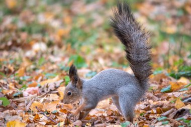 Sonbaharda sincap yeşil çimlerin üzerinde fındık saklar. Sincap, yerde yiyecek arıyor. Vahşi hayvan. Sonbahar ormanı.