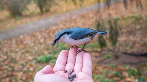 Eurasian Nuthatch Eats Seeds Palm Tit Bird Sitting Hand Eating — ストック写真