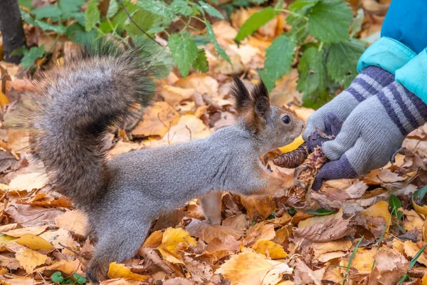 Αγόρι Ταΐζει Ένα Σκίουρο Καρύδια Από Ένα Χέρι Στο Δάσος — Φωτογραφία Αρχείου