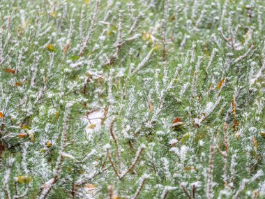 Beyaz karla kaplı yeşil çam ağaçları. Kış doğal arka plan.