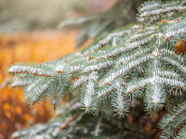 Sníh Zelených Smrkových Větvích Slunečním Světle Zelené Větve Vánočního Stromku — Stock fotografie
