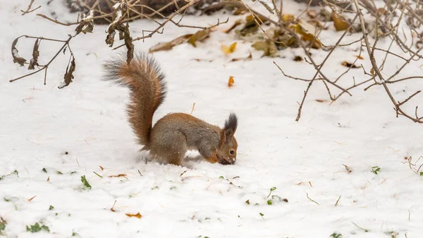 Eichhörnchen Versteckt Nüsse Weißen Schnee Rotes Eichhörnchen Sciurus Vulgaris — Stockfoto