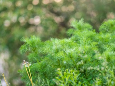 Gün batımında taze yaprakları olan yeşil çalılar. Arkaplan ilkbahar resmi.