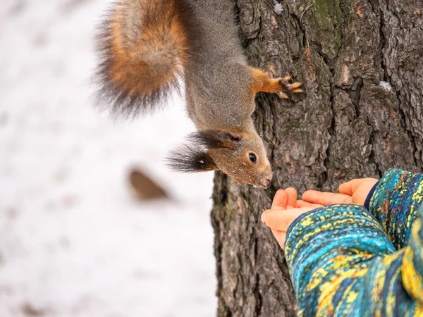 Ein Kleines Kind Füttert Winter Ein Eichhörnchen Mit Einer Nuss — Stockfoto