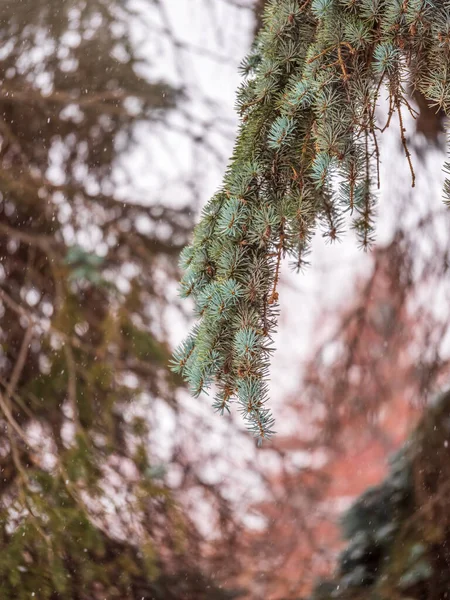 Tło Zielonych Gałęzi Świerku Jesiennych Lub Zimowych Opadach Śniegu Zielone — Zdjęcie stockowe