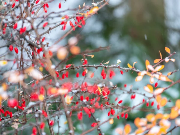 秋の雪の中で茂みの枝に赤い果実 秋の庭のバーベリーブッシュ ベルベリス Berberis 通称バーバリー — ストック写真