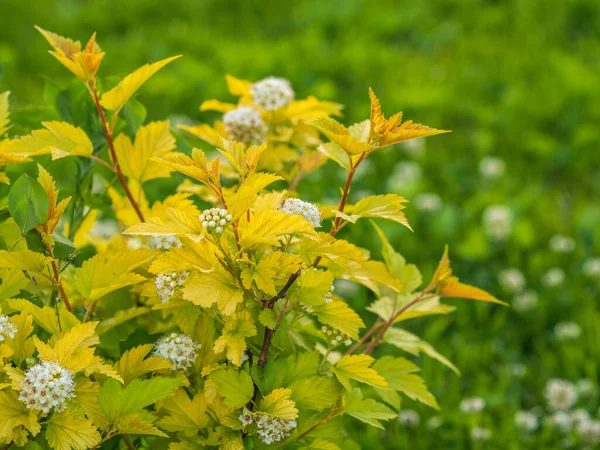 Flowering Hawthorn Bushes Spring Delicate White Flowers Branch Juicy Green — Stock Photo, Image