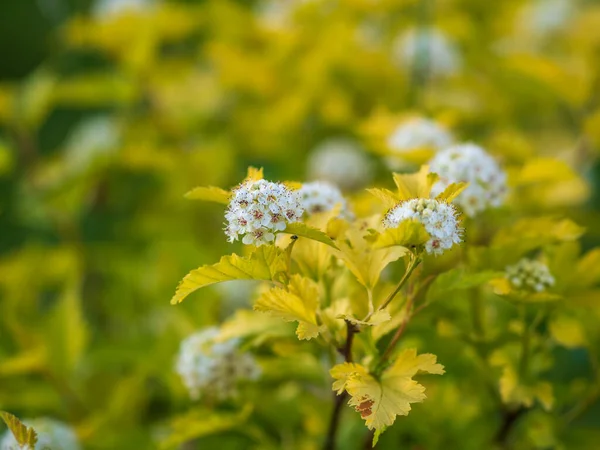 Flowering Hawthorn Bushes Spring Delicate White Flowers Branch Juicy Green — Stock Photo, Image