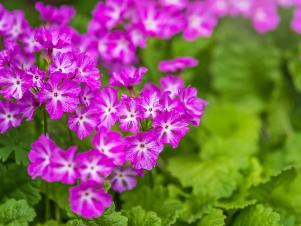 Beautiful purple flowers Japanese primrose, Primula sieboldii, Known also as Asiatic primrose and Cortusoides primula. Another scientific name is Primula patens.