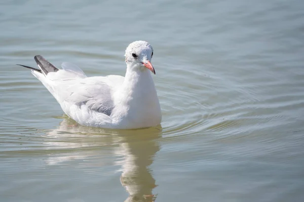 Zeemeeuw Zwemt Zee Europese Zilvermeeuw Larus Argentatus — Stockfoto