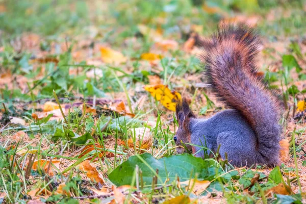 Tupai Musim Gugur Menyembunyikan Kacang Kacangan Rumput Hijau Dengan Daun — Stok Foto