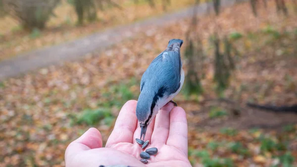 Eurasian Nuthatch Eats Seeds Palm Tit Bird Sitting Hand Eating — Photo