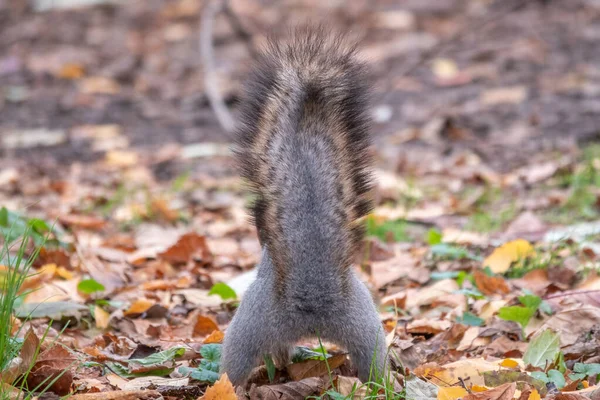 Eichhörnchen Versteckt Herbst Nüsse Auf Dem Grünen Gras Mit Abgefallenen — Stockfoto