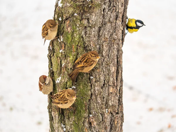 Sparrows Senta Ramo Sem Folhas Outono Inverno Nevasca Pardal Ramo — Fotografia de Stock