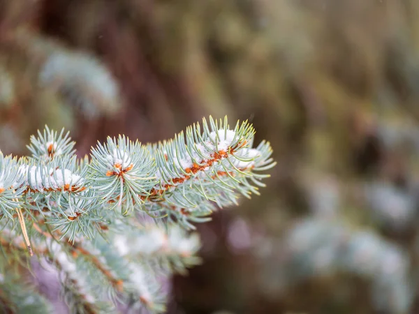 Filialer Blå Gran Med Nålar Solnedgången Ljus Fir Gren Solens — Stockfoto