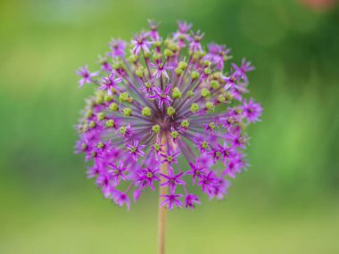 Rosenbachian soğanının, Allium rosenbachianum 'un, bahar veya yaz aylarında bahçede açtığı şişkinliğin yakın çekimi..