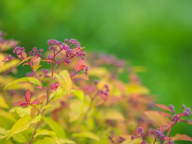 Gün batımında yeşil ve kırmızı yapraklı çalıların dalları. Arkaplan resmi.