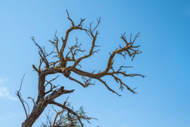 Sonbahar ya da kış ağaçlarının yapraksız dalları açık mavi gökyüzüne karşı. Kopyalama alanı olan doğal şablon.