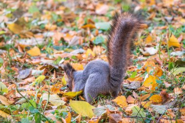 Sonbaharda sincap yeşil çimlerin üzerinde fındık saklar. Sincap, yerde yiyecek arıyor. Vahşi hayvan. Sonbahar ormanı.