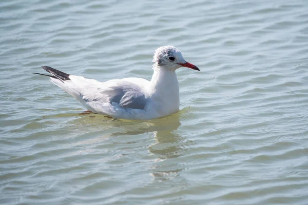 Seagull swims in the sea. The European herring gull, Larus argentatus