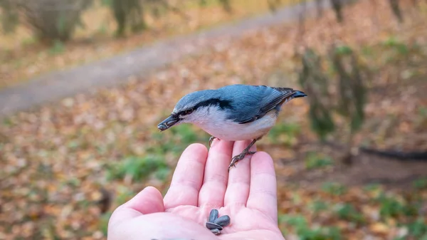 Eurasian Nuthatch Eats Seeds Palm Tit Bird Sitting Hand Eating — Foto de Stock