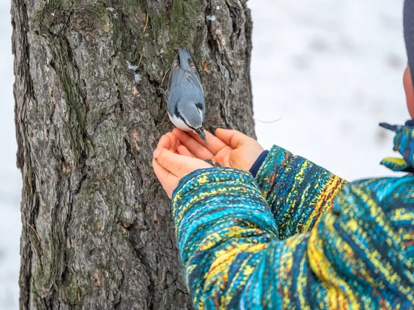 Ευρασιατική Nuthatch Κάθεται Στο Χέρι Του Αγοριού Πεινασμένο Ξύλο Nuthatch — Φωτογραφία Αρχείου